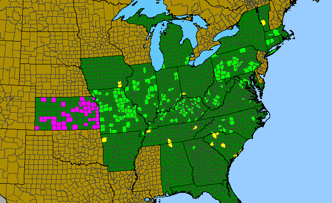 The range of Calystegia silvatica